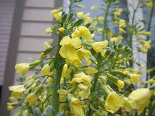 Broccoli's dainty flower - close-up!